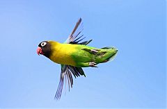 Yellow-collared Lovebird